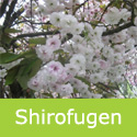 bare root Shirofugen